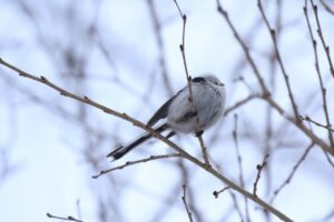 シマエナガ2023年2月17日1