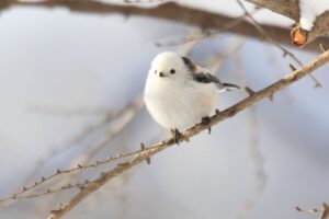 シマエナガ2023年2月24日1