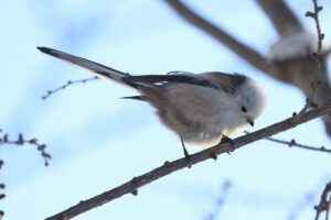 シマエナガ2023年2月24日2