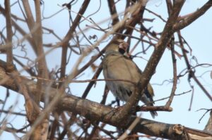 シメ雄2023年2月3日