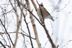 シメ2023年2月24日