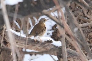 シロハラ雌2023年2月3日