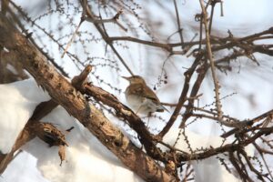 シロハラ雌2023年2月24日