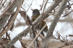 シロハラ雄2023年2月10日