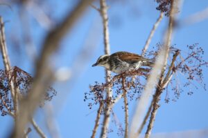 ツグミ2023年2月3日