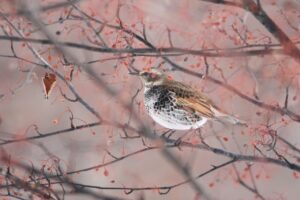 ツグミ2023年2月10日