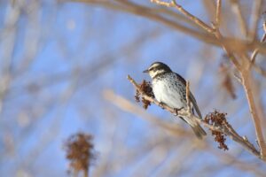 ツグミ2023年2月24日