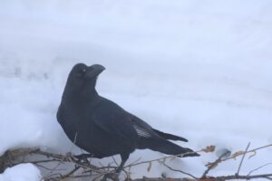 ハシブトガラス2023年2月3日風切りばねが一部白い個体