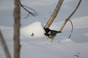 ヒガラ2023年2月3日