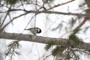 ヒガラ2023年2月10日