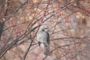 ヒヨドリ2023年2月3日