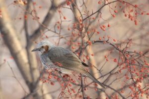 ヒヨドリ2023年2月10日