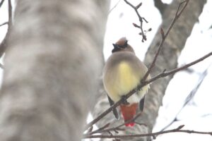 ヒレンジャク2023年2月17日