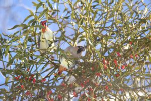 ヒレンジャク2023年2月3日