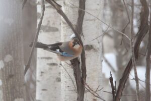 ミヤマカケス2023年2月17日