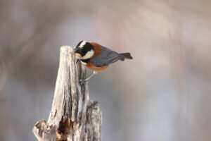 ヤマガラ2023年2月3日