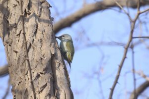 ヤマゲラ雄2023年2月3日