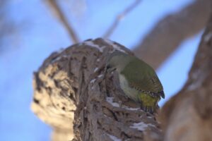 ヤマゲラ雌2023年2月3日