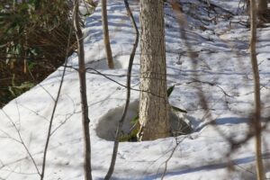 根開き2023年3月17日