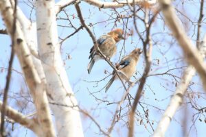 ミヤマカケス2羽2023年3月22日