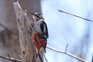 アカゲラ雌2023年3月31日