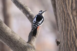 アカゲラ雄2023年3月10日