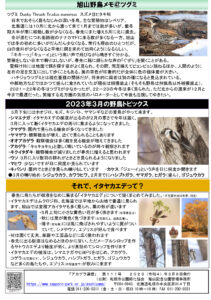 アカゲラ通信2023年3月号B面
