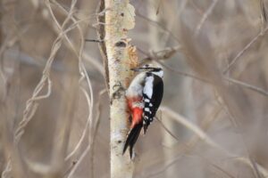 アカゲラ雌2023年3月17日