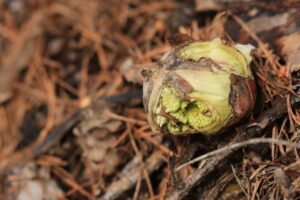 ふきのとう2023年3月17日