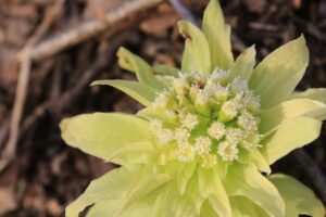 アキタブキ2023年3月24日ふきのとう