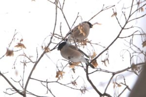 ウソ雌2023年3月10日