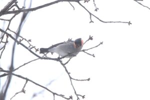 ウソ雄2023年3月10日