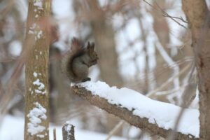 エゾリス2023年3月3日