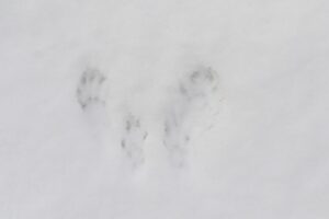 エゾリス足跡A2023年3月3日