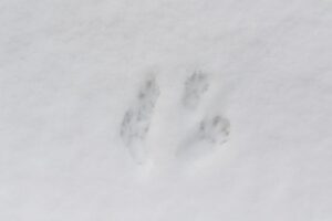 エゾリス足跡B2023年3月3日