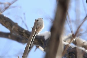 シマエナガ2023年3月10日