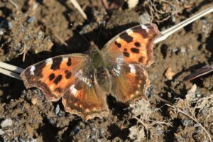 エルタテハ2023年3月31日