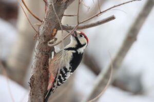 オオアカゲラ雄2023年3月18日