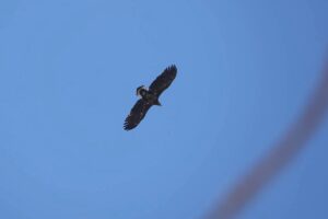 オジロワシ幼鳥2023年3月24日