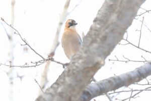 ミヤマカケス2023年3月3日