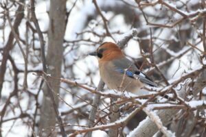 ミヤマカケス2023年3月10日
