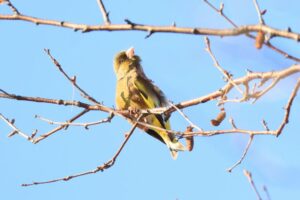 カワラヒワ雄2023年3月24日