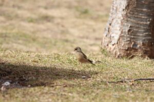 カワラヒワ雌2023年3月31日巣材集め