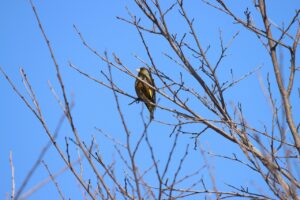 カワラヒワ雄2023年3月31日囀り