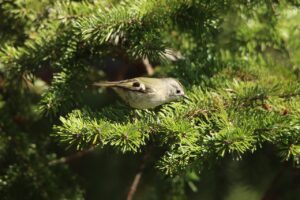 キクイタダキ2023年3月31日