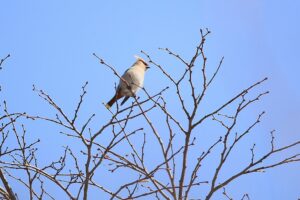 キレンジャク2023年3月10日