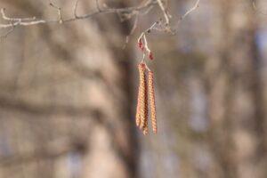 ケヤマハンノキ2023年3月24日花