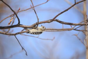 コゲラ2023年3月17日