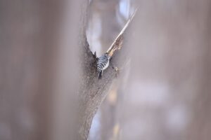 コゲラ2023年3月10日