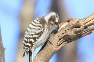 コゲラ2023年3月24日